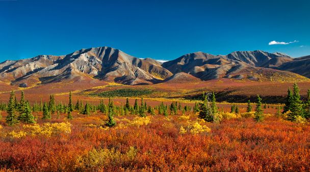 Národní park denali Aljaška na podzim - Fotografie, Obrázek