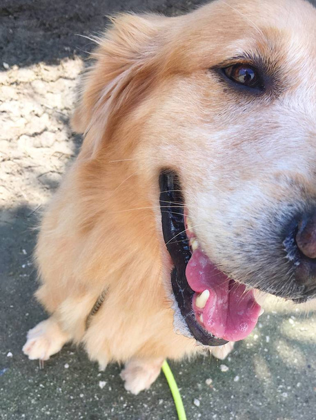 Golden retriever closeup. He put his tongue out and looked with one eye. - Photo, Image