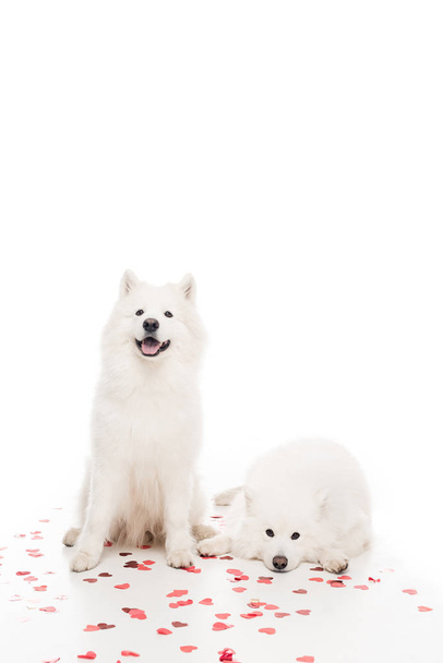 deux chiens samoyed avec des confettis en forme de coeur sur blanc, concept de Saint-Valentin
 - Photo, image