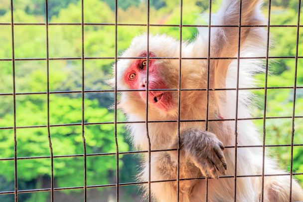 macaco japonês engraçado
 - Foto, Imagem