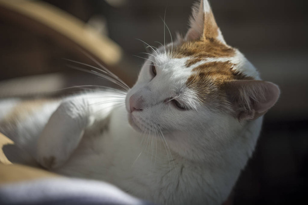kedi uyanma - Fotoğraf, Görsel