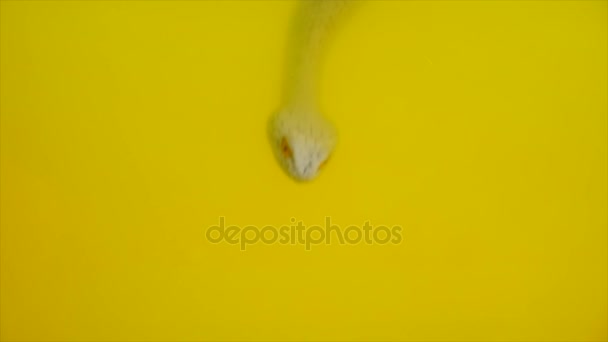 snake in water with ink, colorful abstraction - Кадри, відео