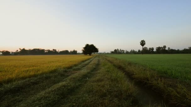 Zeitraffer Sonnenaufgang über dem Feld am Morgen Reisfelder ländliche Szene Thailand - Filmmaterial, Video