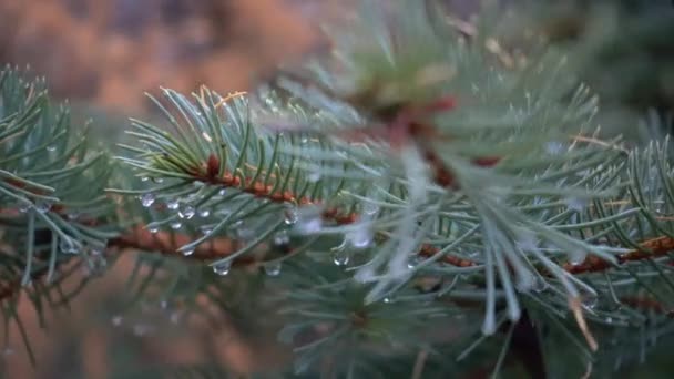 Dewdrops of morning dew on needles of coniferous tree. Dew on a branch of larch and spruce. - Felvétel, videó