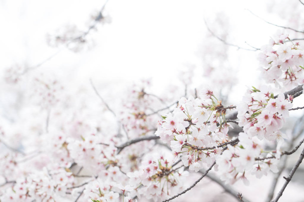 Sakura ağacı dalı üzerine beyaz izole kiraz çiçeği yakından - Fotoğraf, Görsel