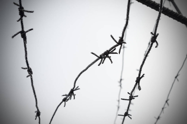 Il filo spinato è un simbolo di inlibertà, privazione e campi di concentramento
. - Foto, immagini