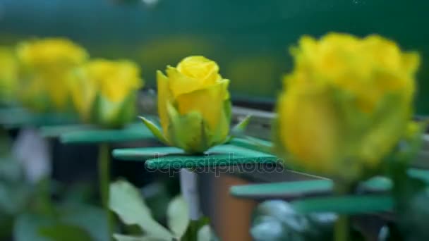 Κοντινό πλάνο των κίτρινων τριαντάφυλλων στο εργοστάσιο λουλουδιών. - Πλάνα, βίντεο
