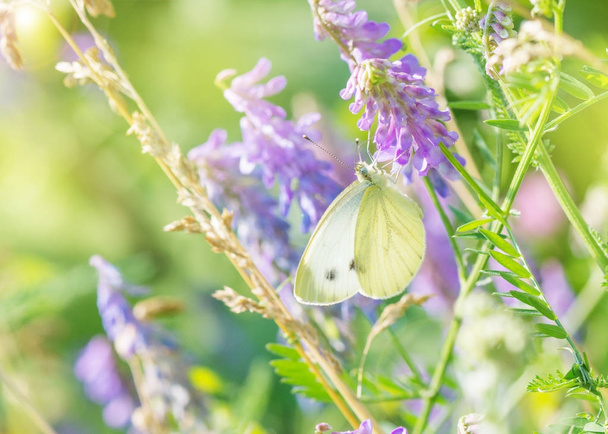 Valkoinen perhonen kesäaamuna niityllä
 - Valokuva, kuva