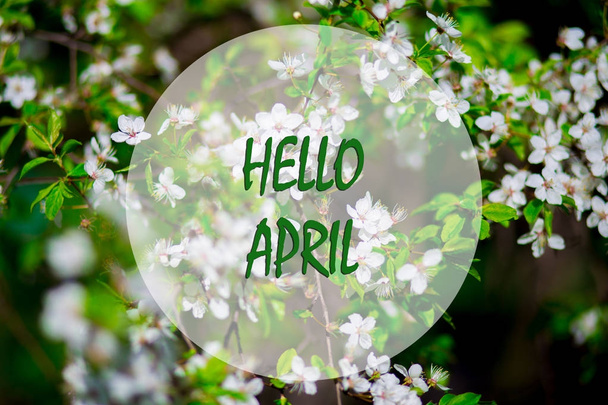 Hello April, message with Beautiful nature scene, white blooming tree in spring - Valokuva, kuva