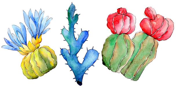 Wildflower cactus in a watercolor style isolated. - Photo, Image