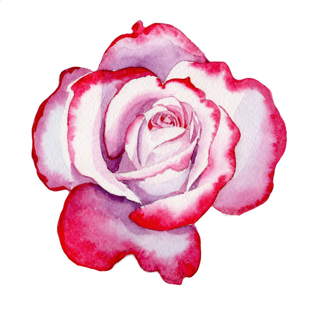 Wildblumen-Hybrid-Rosenblüte in einem Aquarell-Stil isoliert. - Foto, Bild