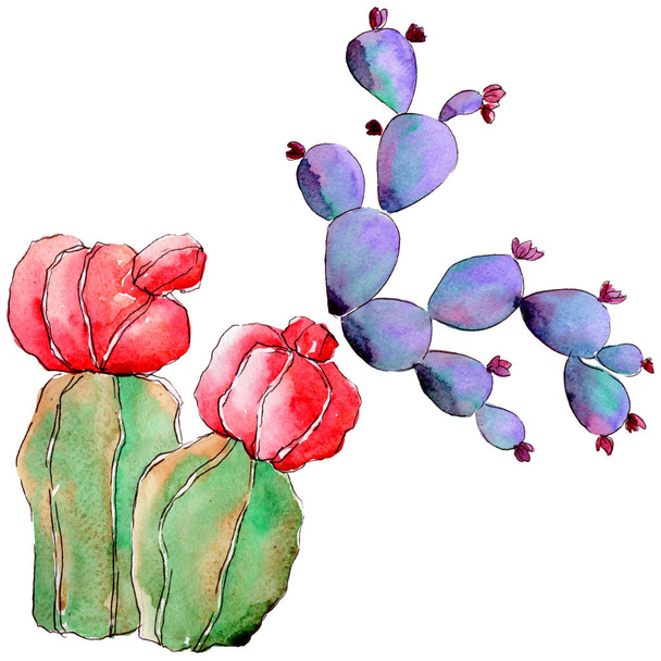 Wildflower cactus in een aquarel stijl geïsoleerd. - Foto, afbeelding
