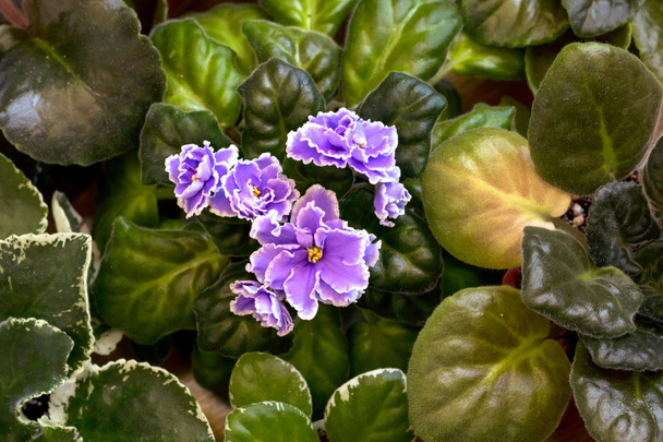 Violeta Saintpaulias flores ou violetas africanas de perto, fundo. Topp view
. - Foto, Imagem