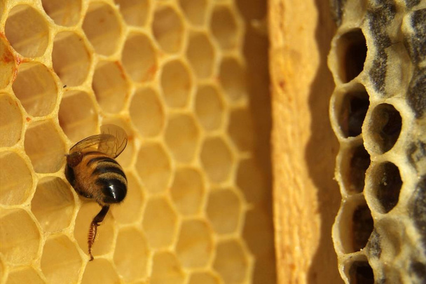 méhek közelsége méhsejtszerkezeten a méhészetben - Fotó, kép