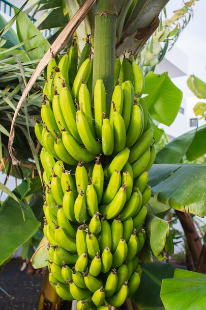 Zdravé jídlo, banda riping tropické ovoce banán žluté a zelené na banán strom - Fotografie, Obrázek