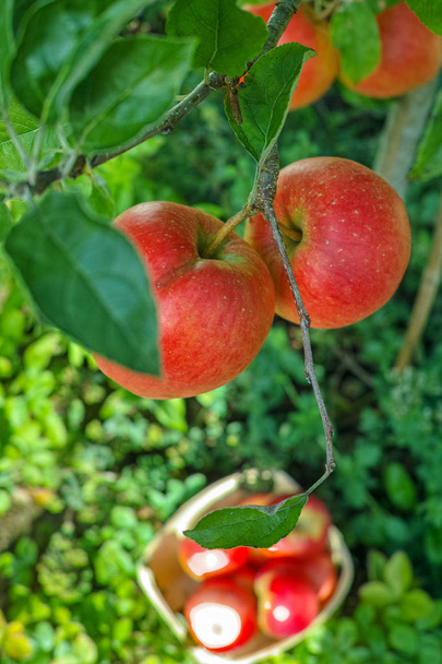 Φρέσκια συγκομιδή ορογενών ώριμων κόκκινων μήλων, εποχιακά έργα σε οπωρώνα, φρουτοκήπος - Φωτογραφία, εικόνα
