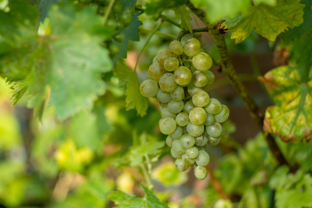 Ripe orgenic white wine grape in the vineyard ready to harvest and wine productuin - Photo, Image