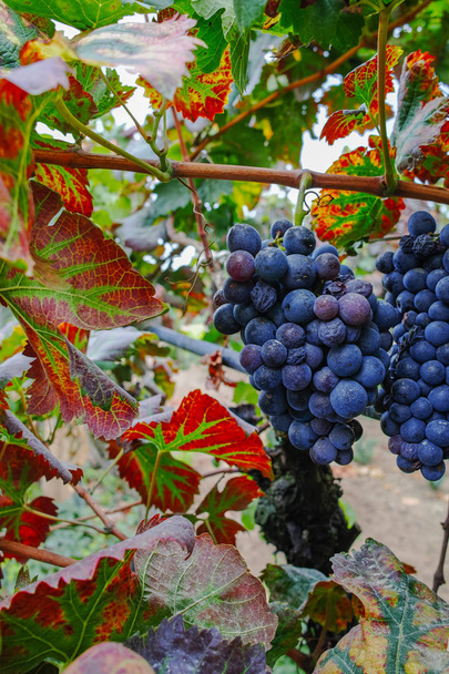 Червоний стиглі вино винограду на піщаному виноградники, Камаргу, Прованс, на південь від Франції - Фото, зображення