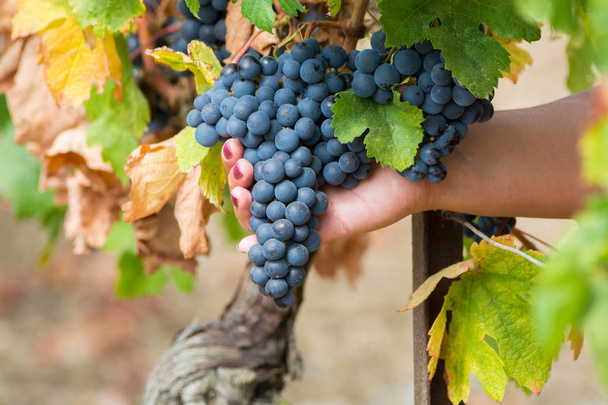 Ripe red wine grape ready to harvest, South France - Φωτογραφία, εικόνα