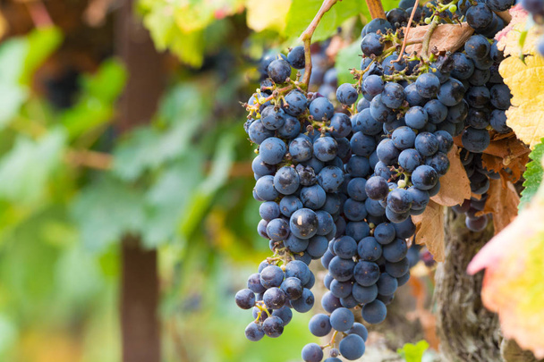 Vin rouge mûr prêt à la récolte, Sud de la France
 - Photo, image