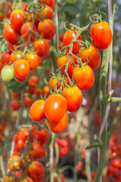 Fermez les tomates cerises rouges accrochées à des arbres qui poussent dans une ferme biologique
  - Photo, image