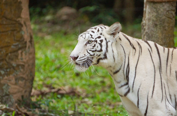 tigre de bengala blanco en el zoológico
 - Foto, Imagen