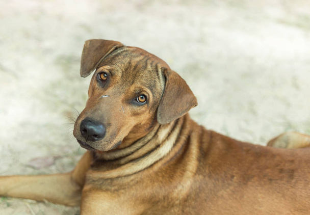 Detailní záběr hnědý kříženec pes - Fotografie, Obrázek