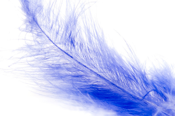 Feather macro - Photo, Image