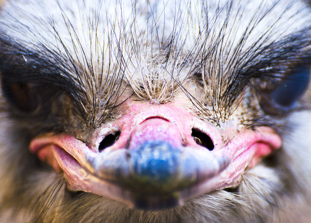 Funny Ostrich - Foto, imagen