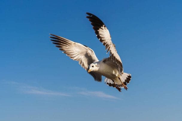 Чайка летит по голубому небу
 - Фото, изображение