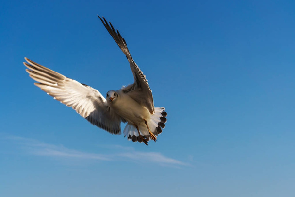 Gaivota voando no céu azul
 - Foto, Imagem