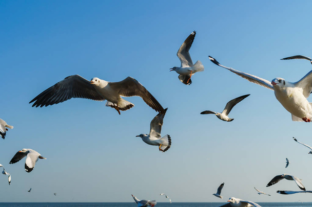 Mavi gökyüzünde uçan bir grup martı. - Fotoğraf, Görsel