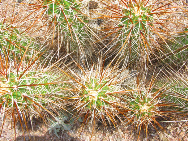 Kaktusz kerültek Cholla - Fotó, kép