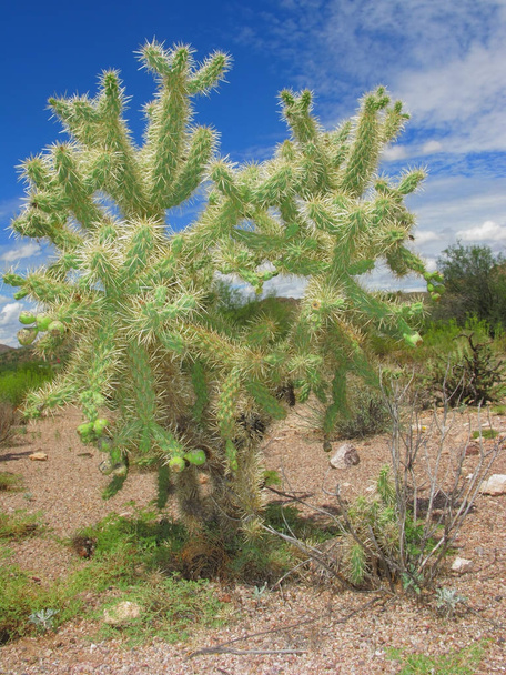 Cactus Cholla arizonien
 - Photo, image