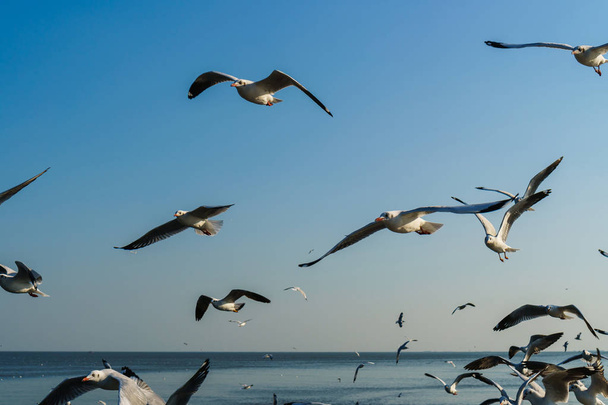 Mavi gökyüzünde uçan bir grup martı. - Fotoğraf, Görsel