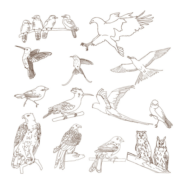 Collection of birds - Vector, afbeelding