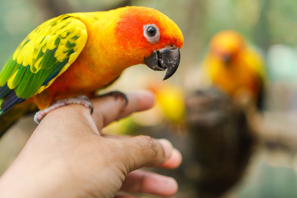Papuga conure piękne słońce kolorowe ptaki z strony - Zdjęcie, obraz