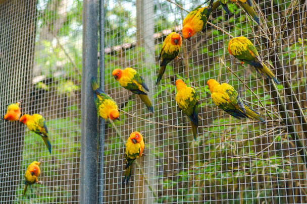 Beautiful colorful sun conure parrot birds on wire mesh - Photo, Image