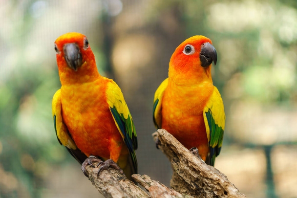 Belo sol colorido conure pássaros de papagaio no galho da árvore
 - Foto, Imagem