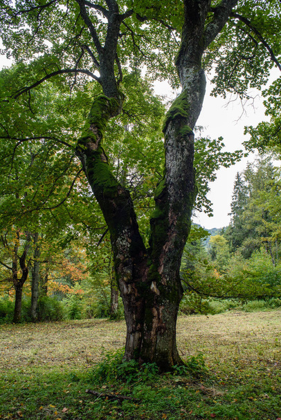 Matin humide et brumeux dans les bois. forêt avec troncs d'arbres et visite
 - Photo, image