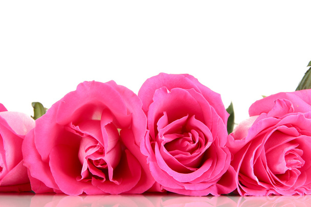 Beautiful pink roses close-up isolated on white - Foto, immagini