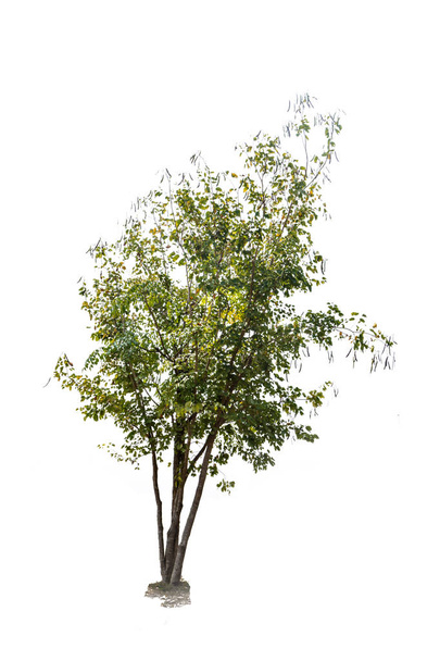 strom izolované na bílém pozadí - Fotografie, Obrázek