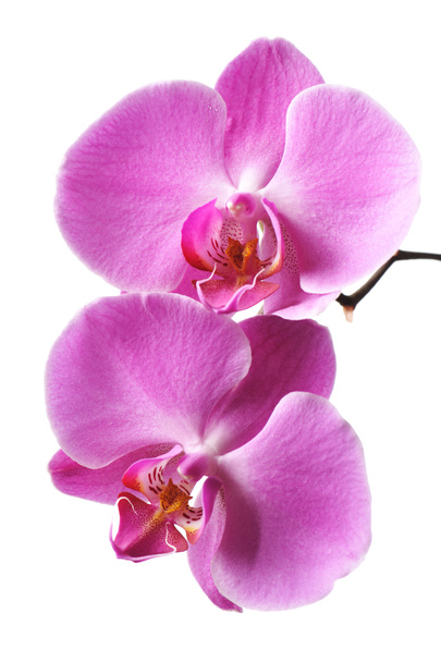Pink Orchid - Фото, изображение