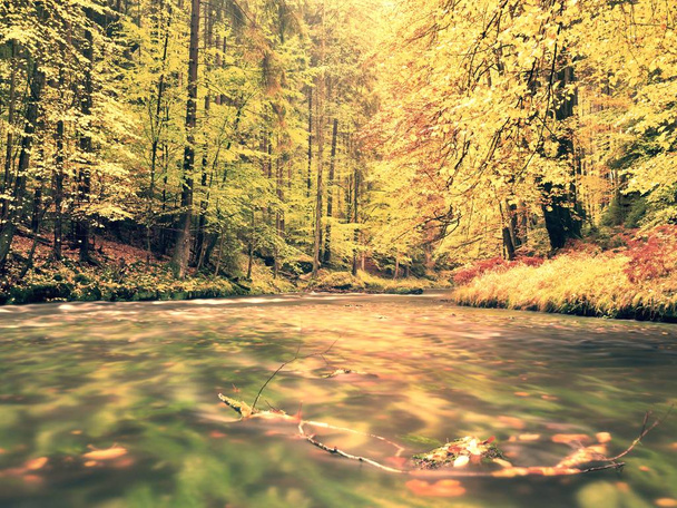 秋の森林の野生の川の美しい風景 - 写真・画像
