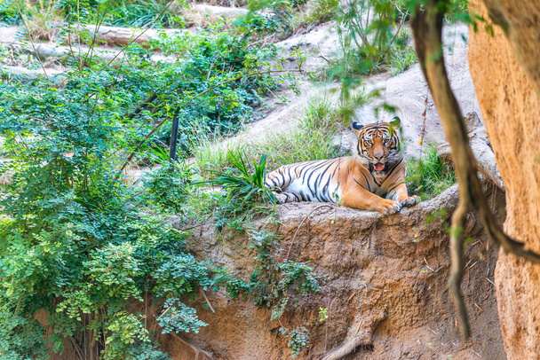 Tiger in the forest. - Photo, Image