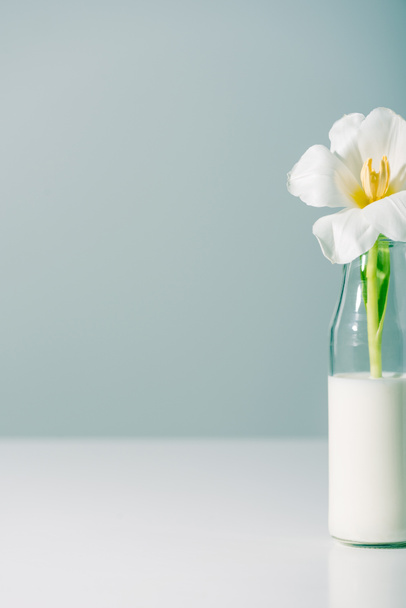 close-up view of beautiful white tulip flower in bottle with milk on grey  - Fotoğraf, Görsel