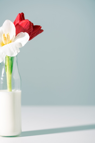 Nahaufnahme schöner roter und weißer Blumen in Flaschen mit Milch auf Grau  - Foto, Bild