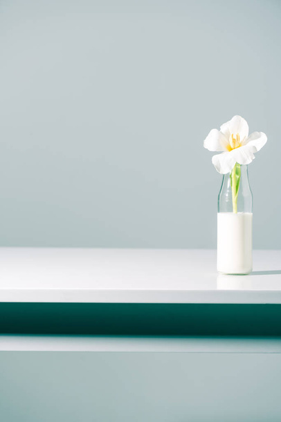 beautiful white tulip flower in glass bottle with milk on grey  - Fotoğraf, Görsel