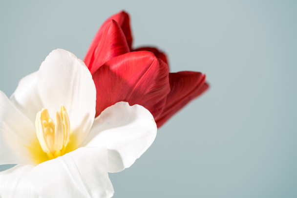 Nahaufnahme von schönen weißen und roten Tulpenblüten isoliert auf grau - Foto, Bild