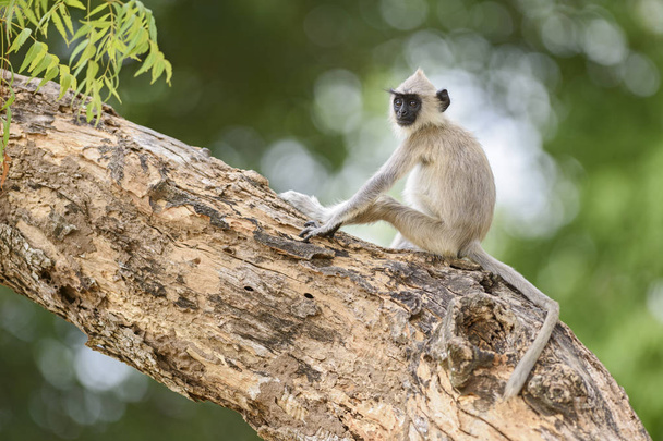 Hanuman Langur - Semnopithecus entellus, Sri Lanka. Sentado en la rama dentro del árbol
. - Foto, Imagen